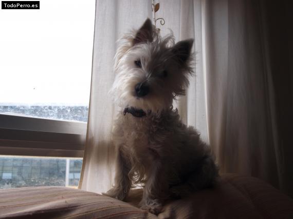 La foto del perro