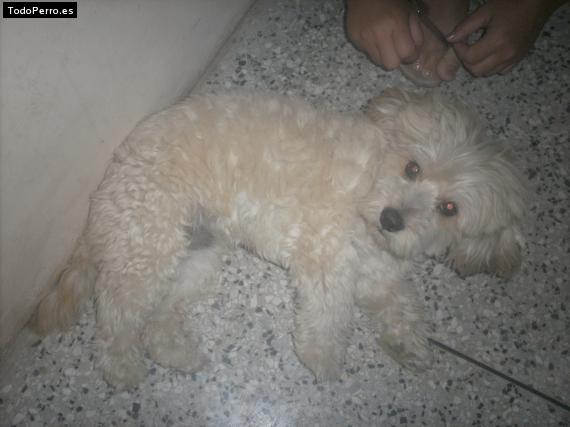 La foto del perro
