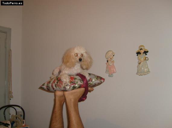 La foto del perro
