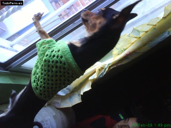 La foto del perro