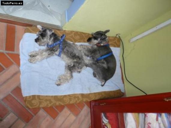 La foto del perro