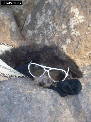La foto del perro