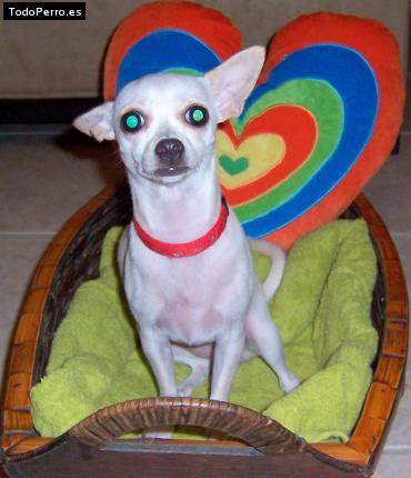 La foto del perro