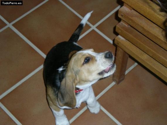 La foto del perro