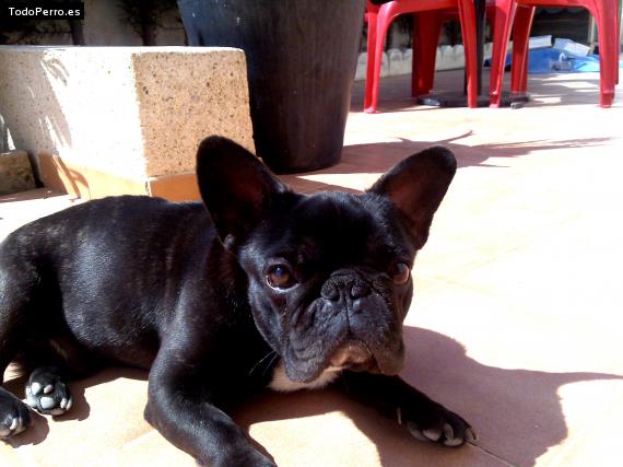 La foto del perro