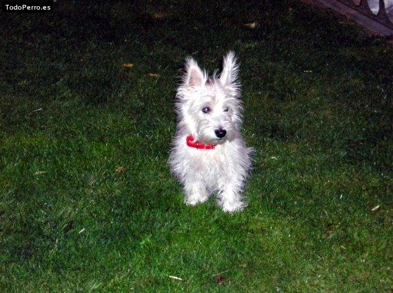 Foto del perro Nelson