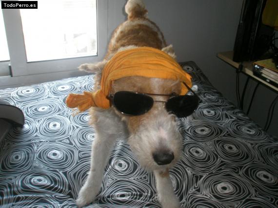 La foto del perro