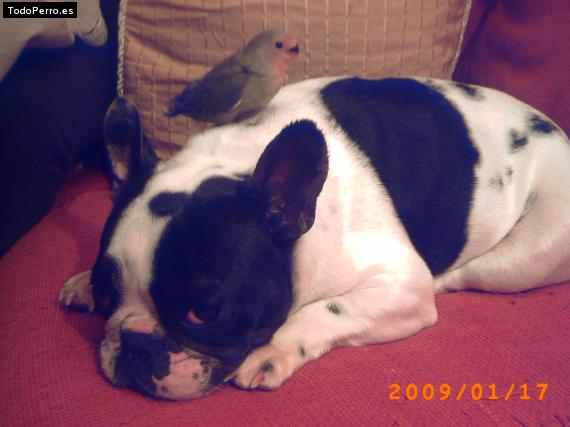 La foto del perro
