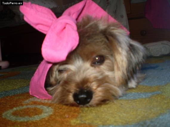 La foto del perro