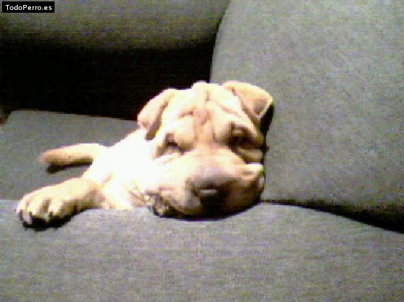 La foto del perro