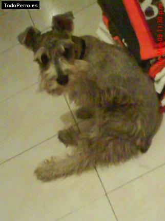 La foto del perro