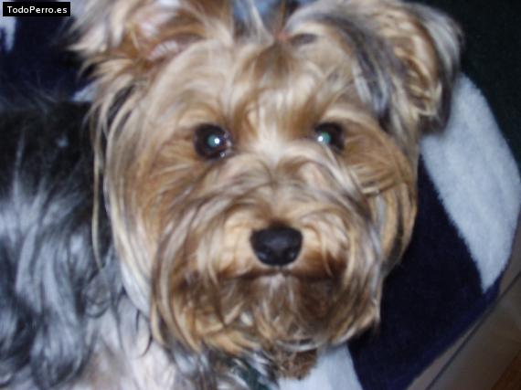La foto del perro