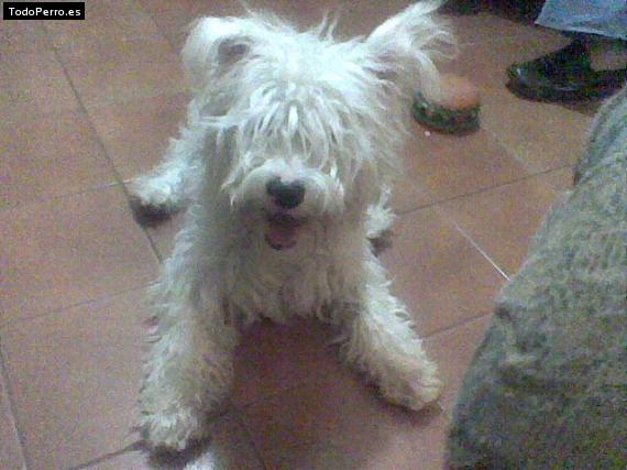 Foto del perro Reveron
