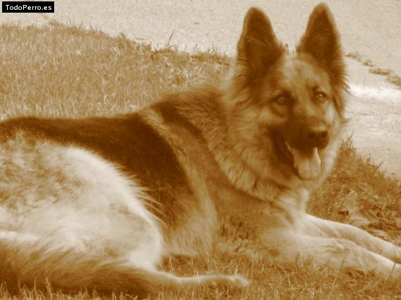 La foto del perro