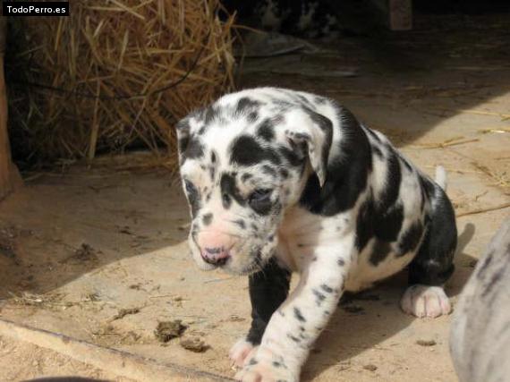 Foto del perro Rumba