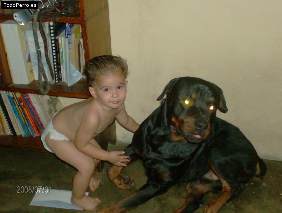 La foto del perro