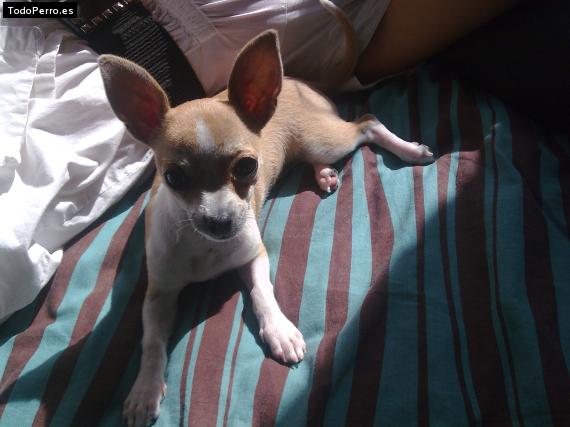 La foto del perro