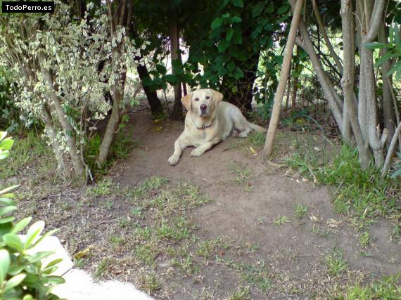 La foto del perro