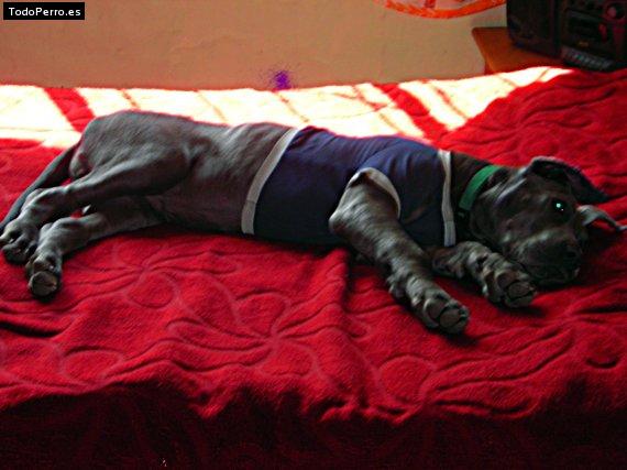 La foto del perro