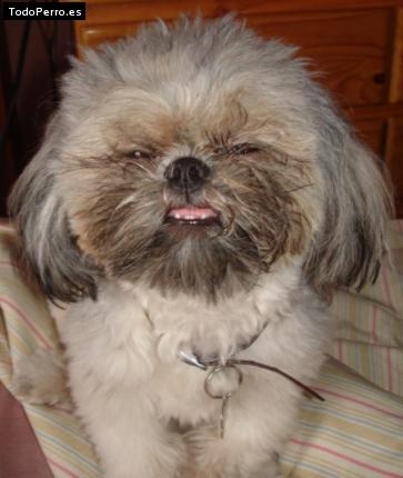 La foto del perro
