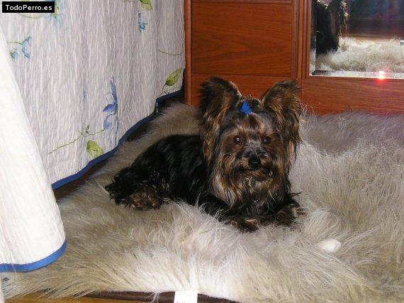 La foto del perro