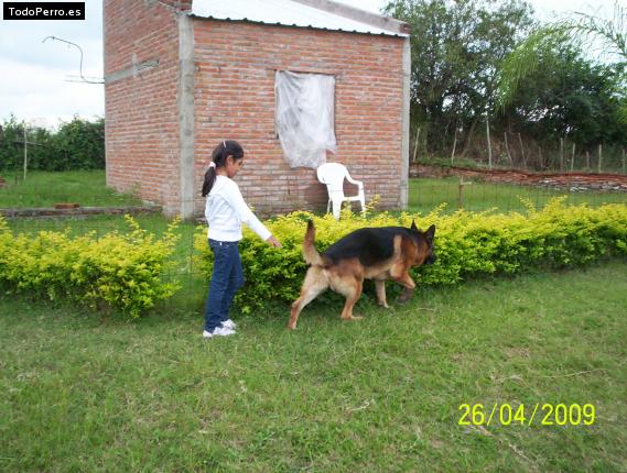 La foto del perro