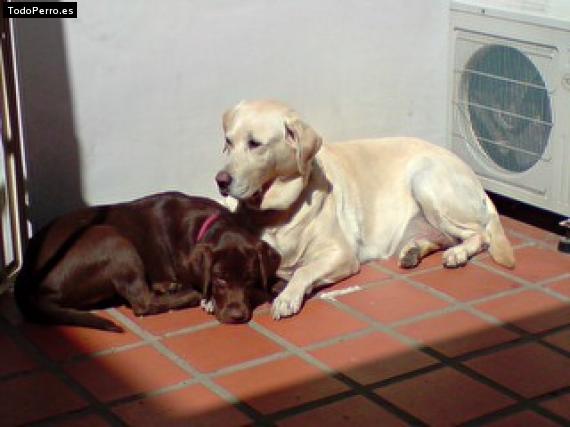 La foto del perro