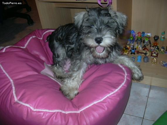 La foto del perro