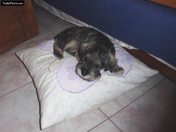 La foto del perro