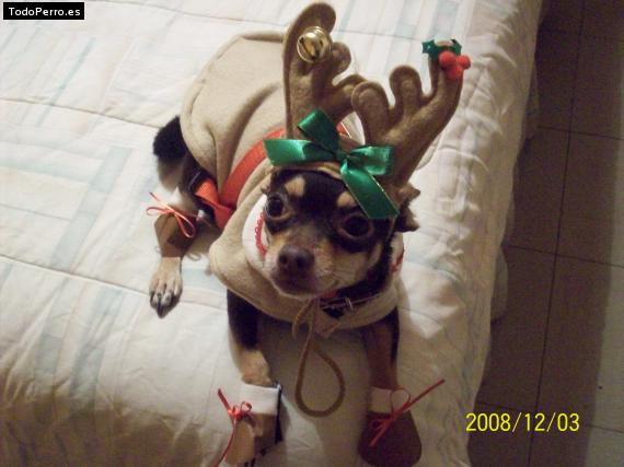 La foto del perro