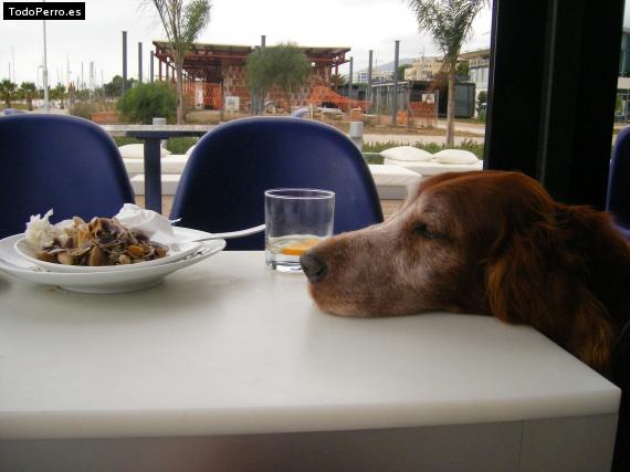 La foto del perro