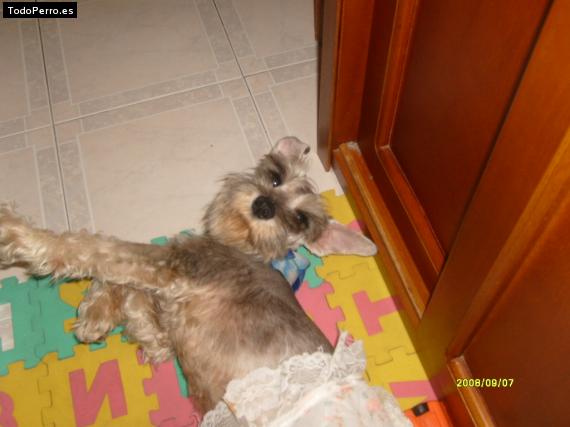 La foto del perro