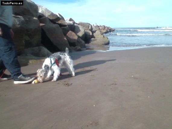 La foto del perro