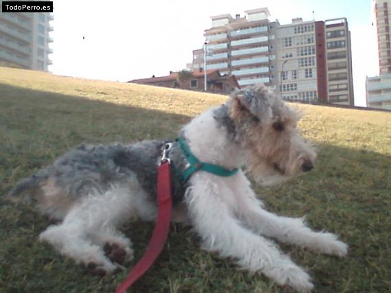 La foto del perro