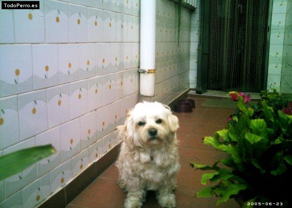 Foto del perro Tobi