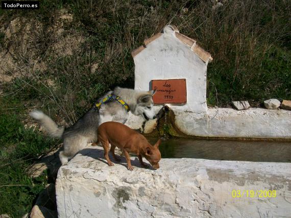 La foto del perro