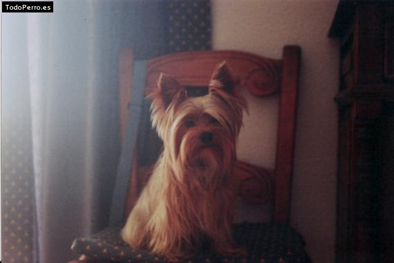 La foto del perro