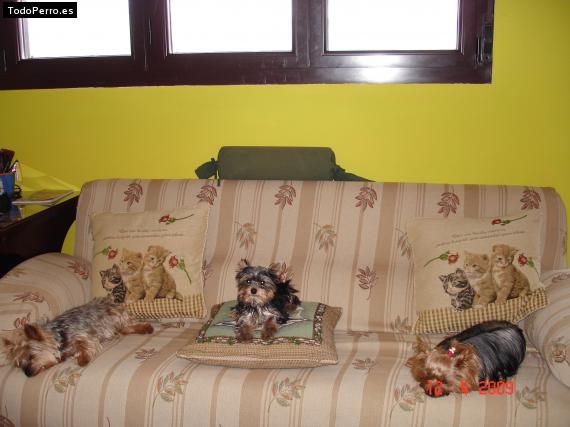 La foto del perro
