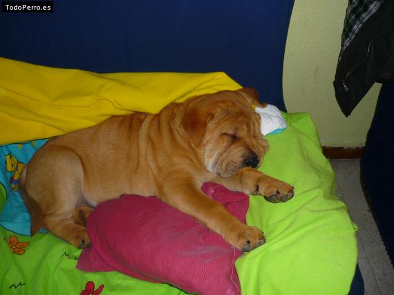 La foto del perro