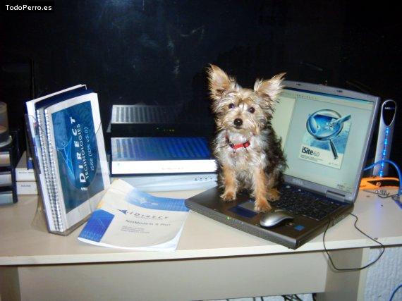 La foto del perro