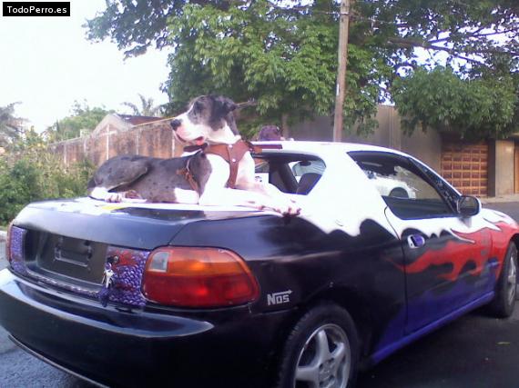 La foto del perro