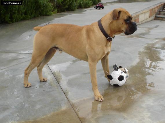 Foto del perro Spike