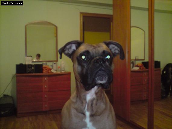 La foto del perro
