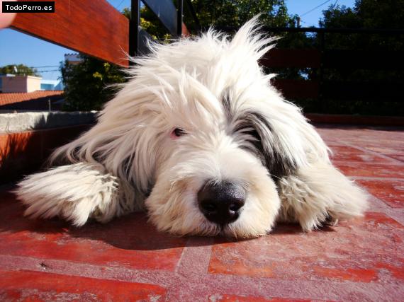 La foto del perro