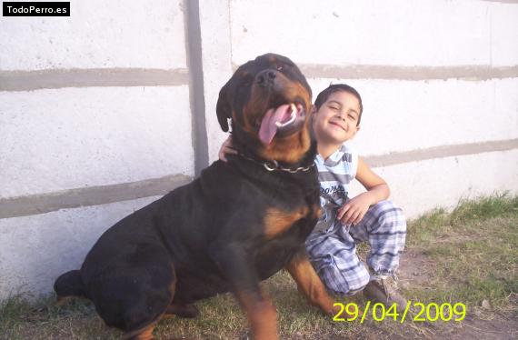 La foto del perro