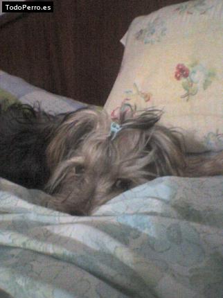 La foto del perro