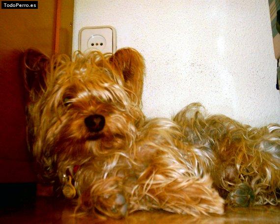 La foto del perro