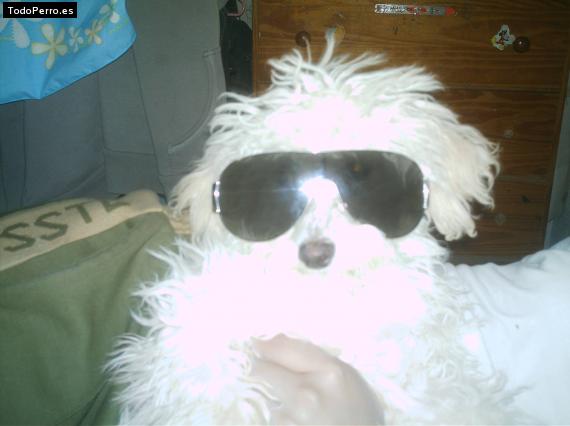 La foto del perro