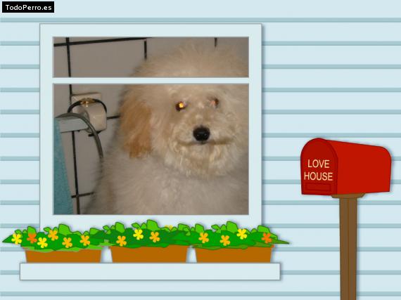 La foto del perro