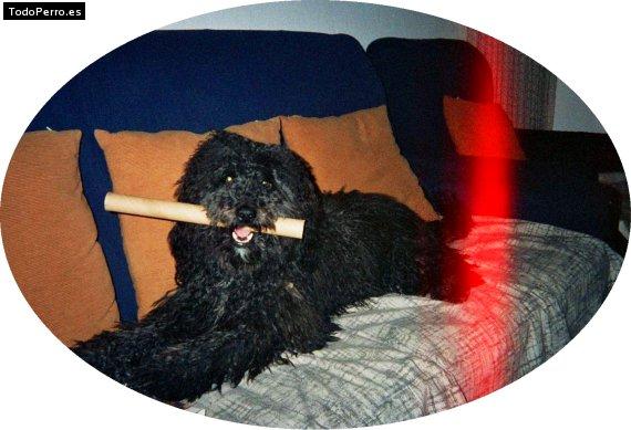 La foto del perro